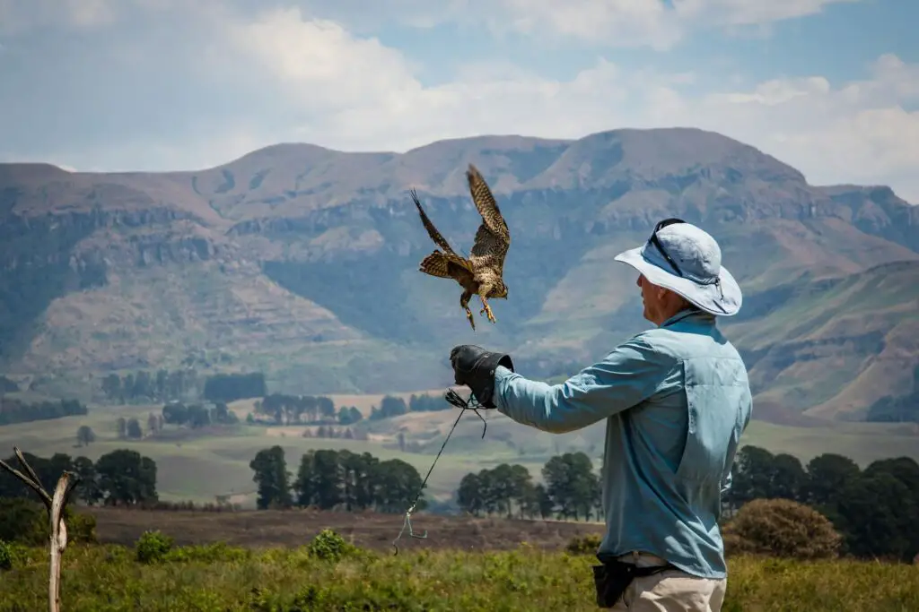 <p>Falconry is the art of training birds of prey to hunt and return to you. It may sound wild, but you can try it in places like Scotland, Ireland, and parts of the U.S. Expert handlers let you wear the glove and call down a hawk or falcon. It’s a mix of grace and power as the bird swoops in. These birds can spot prey from miles away. Many falconry centers have deep ties to history, with the sport going back thousands of years. It’s not every day you get up close with a raptor.</p> ::Pexels