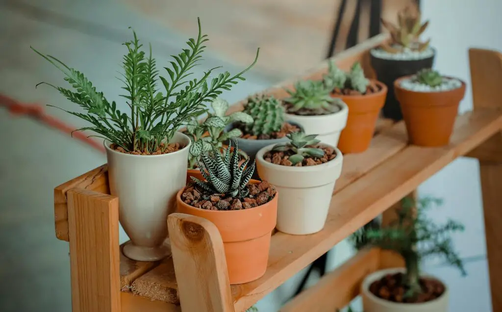 <p>Tiered plant stands are perfect for showing off your collection without clutter. They give each plant its own space while keeping them together in one area. People love them because they come in many styles—metal, wood, or even bamboo. You’ll see tiered stands in homes, offices, and cafés. It’s a smart way to keep plants off the ground while making them easy to water and care for.</p> ::Pexels