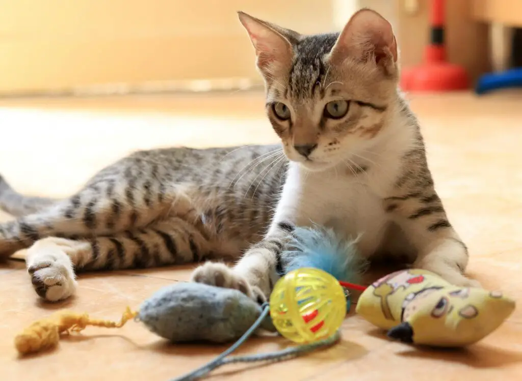 <p>Toys add fun and exercise to a cat’s day, but they should be easy to use. Avoid small parts or strings that could be a choking hazard. Instead, pick simple items like balls, feather wands, or stuffed toys filled with catnip. Puzzle toys are also growing in popularity because they engage the cat’s mind and provide quiet fun. Choosing safe toys makes playtime stress-free.</p> ::Pexels