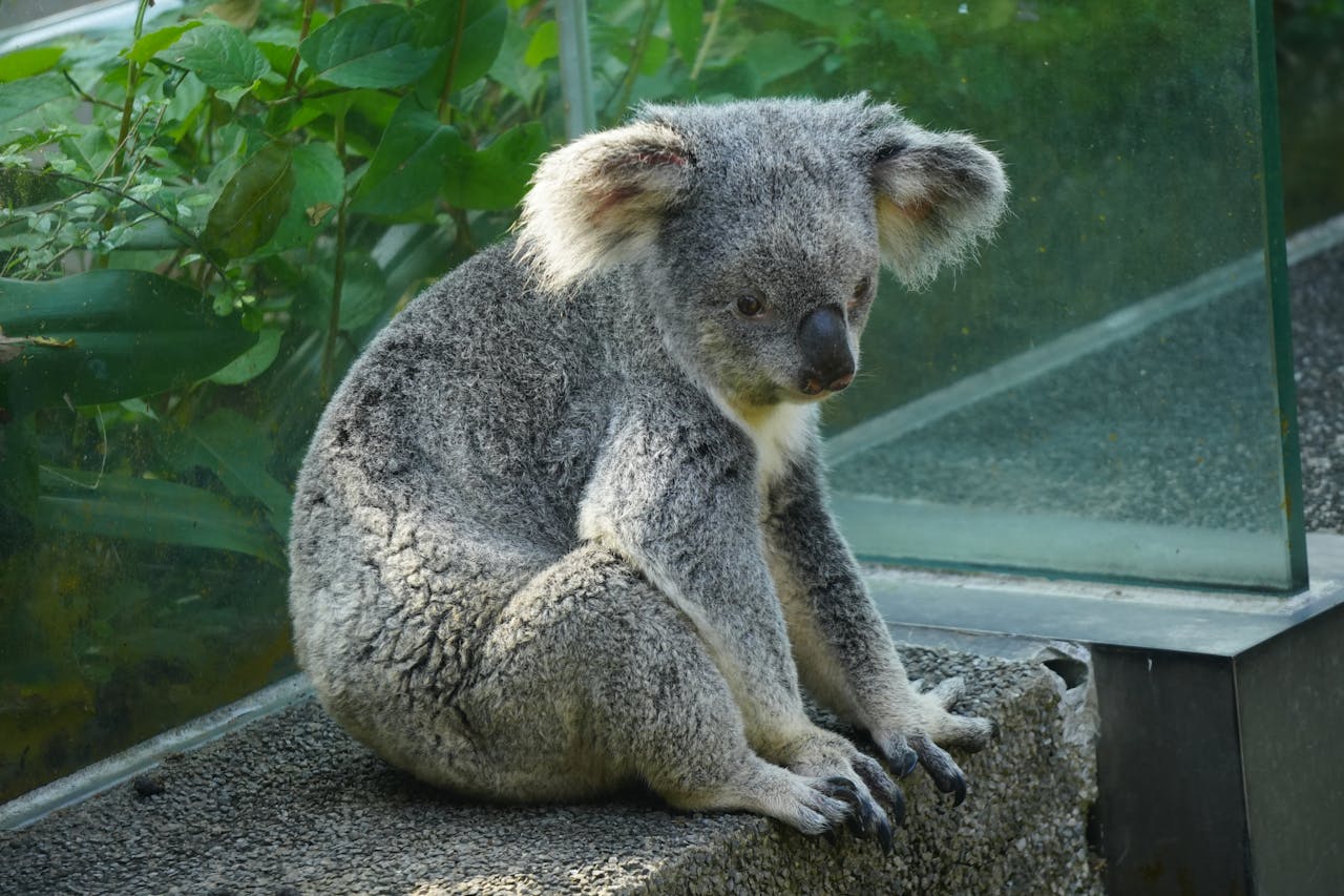 <p>Many animals captivate us with their charm and beauty, leading some to consider them as potential pets. However, certain species, despite their appeal, are unsuitable for domestication due to various challenges. Here are 10 lovable animals that actually make for terrible pets.</p> ::Pexels