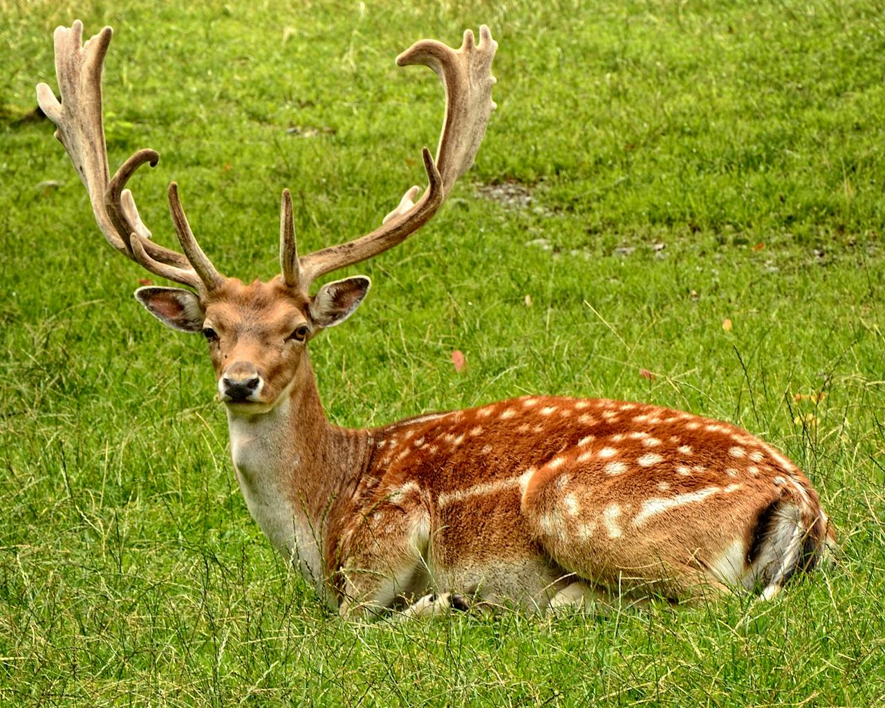 <p>Deer are often seen as gentle and graceful creatures, but keeping one as a pet is extremely impractical. They are highly skittish, require vast amounts of space, and can become aggressive—especially during the breeding season. Additionally, deer are social animals that struggle when removed from their herd, leading to stress and health issues in captivity. Many states even prohibit keeping deer as pets due to conservation concerns.</p> ::Pexels