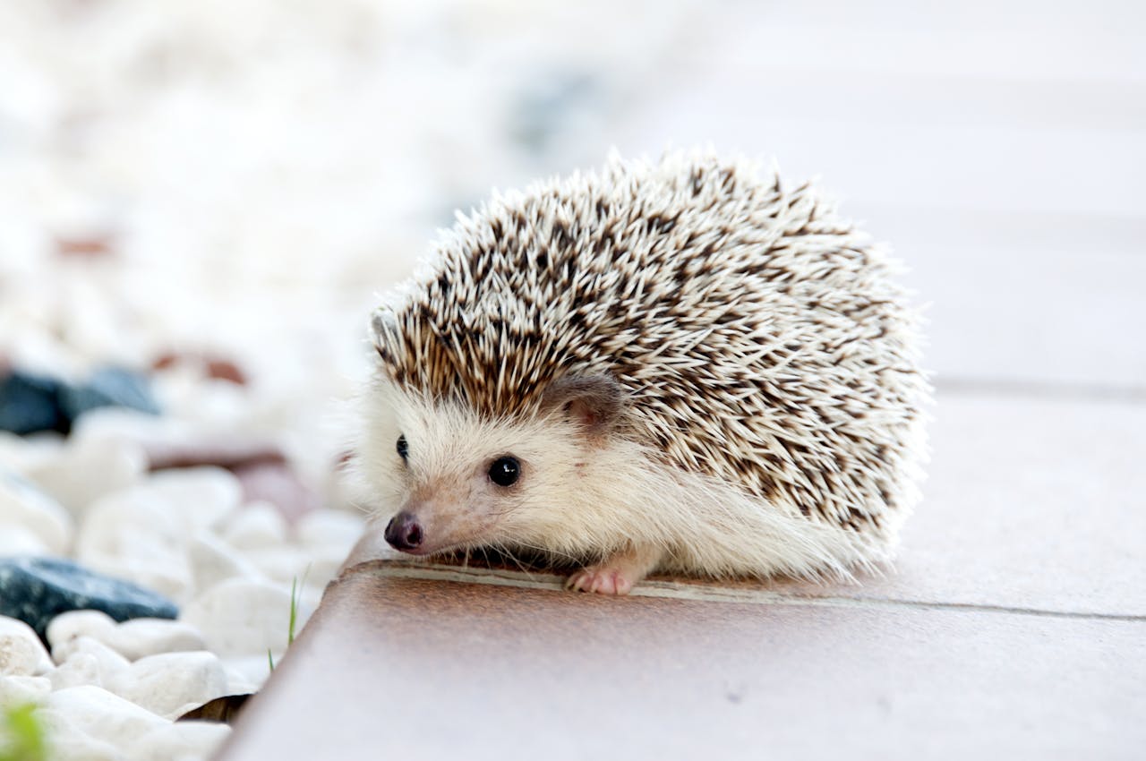 <p>These small, nocturnal creatures have gained popularity as pets due to their adorable appearance. However, they are prone to health issues, require specific temperature-controlled environments, and their nocturnal nature means they are active during the night, which may not align with human schedules.</p> ::Pexels