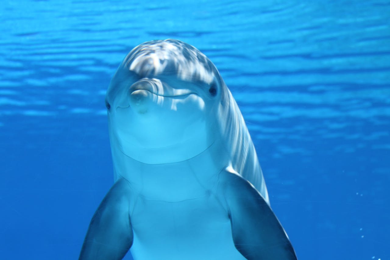 <p>Dolphins are intelligent and playful, but they are completely unsuitable as pets. They require large expanses of ocean to thrive, cannot be confined to small tanks without suffering mental and physical stress, and have complex social structures that are nearly impossible to replicate in captivity. Additionally, keeping a dolphin as a pet is illegal in most places due to conservation laws and ethical concerns. Captive dolphins often suffer from shortened lifespans and behavioral problems.</p> ::Pexels