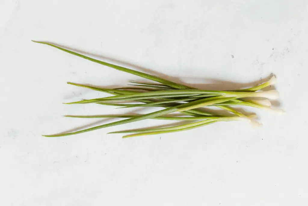 <p>Chives are simple to grow and don’t need much space, making them great for indoor herb gardens. They have a mild onion flavor that adds a fresh bite to eggs, soups, and baked potatoes. Chives grow best with plenty of light and regular watering, but they are tough enough to handle minor neglect. People love chives because they come back after cutting, giving a steady supply for months. The purple flowers they grow are also edible, adding beauty and taste. Their ease of care and wide use in cooking make chives a favorite for beginners.</p> ::Pexels