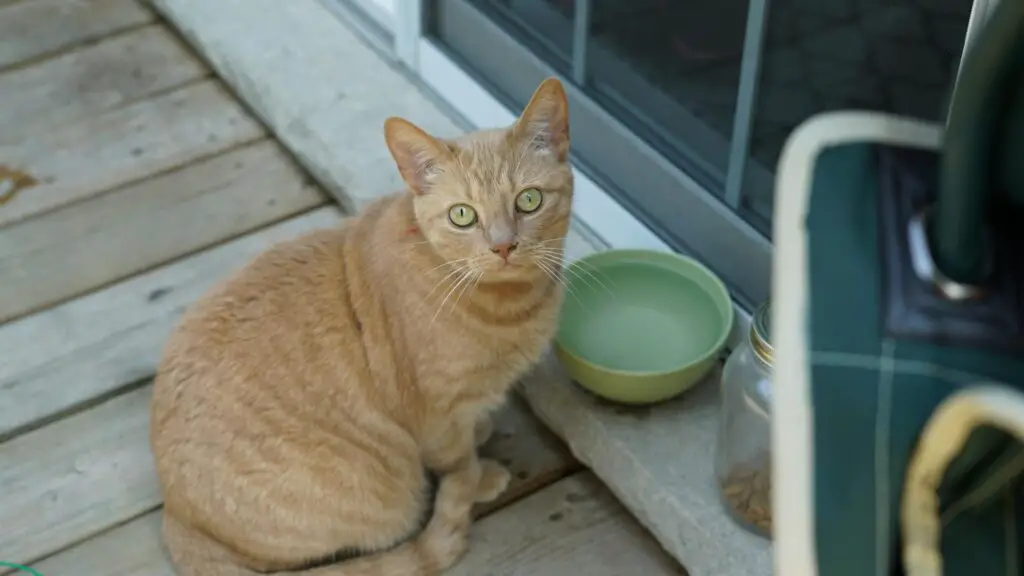<p>Food and water bowls should be easy to access, for both the cat and the owner. Raised bowls help reduce bending, which is great for seniors with joint or back issues. Non-slip mats under bowls also prevent spills, making clean-up simple. Stainless steel or ceramic bowls are most popular because they are easy to wash and safe for cats. Convenience here saves effort every day.</p> ::Pexels