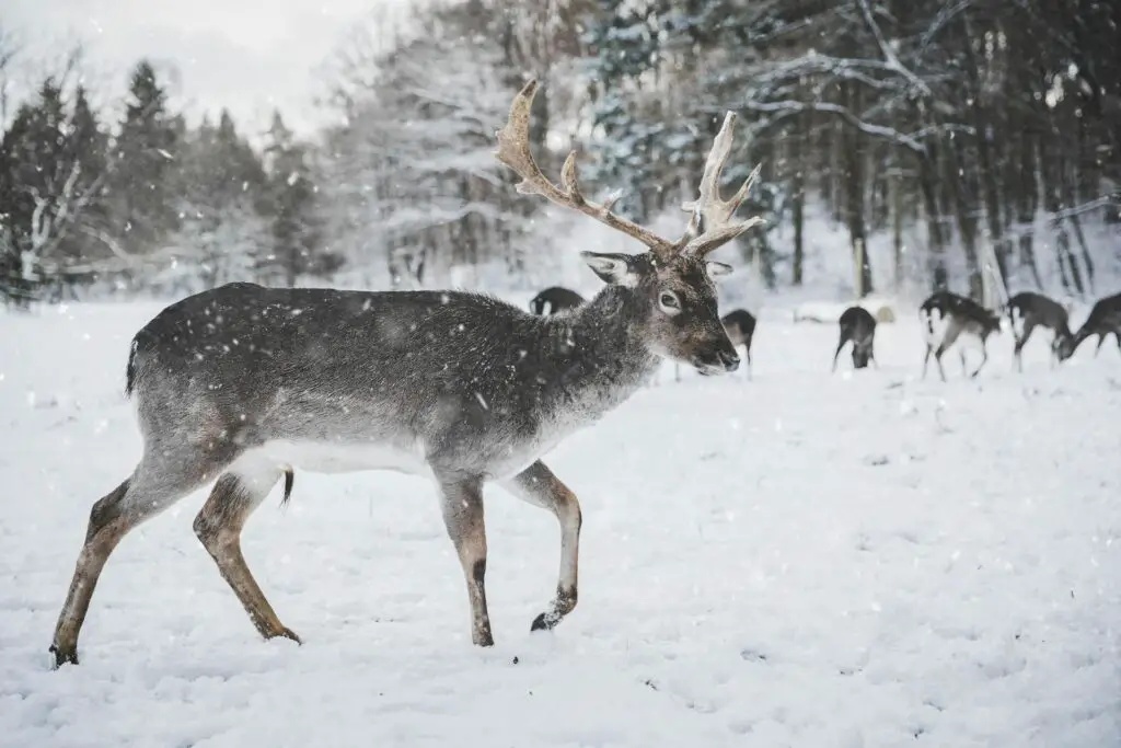 <p>Seeing reindeer up close is magical, especially in the snowy landscapes of Finland. Reindeer safaris let you ride in a sled pulled by these majestic animals while you glide through frozen forests. It’s quiet, peaceful, and feels like stepping into a winter fairy tale. Reindeer have been part of life in the Arctic for centuries, used by the Sami people for travel and food. Fun fact: Both male and female reindeer grow antlers, which is rare in the animal world. Boomers love this for the mix of culture, nature, and beauty.</p> ::Pexels