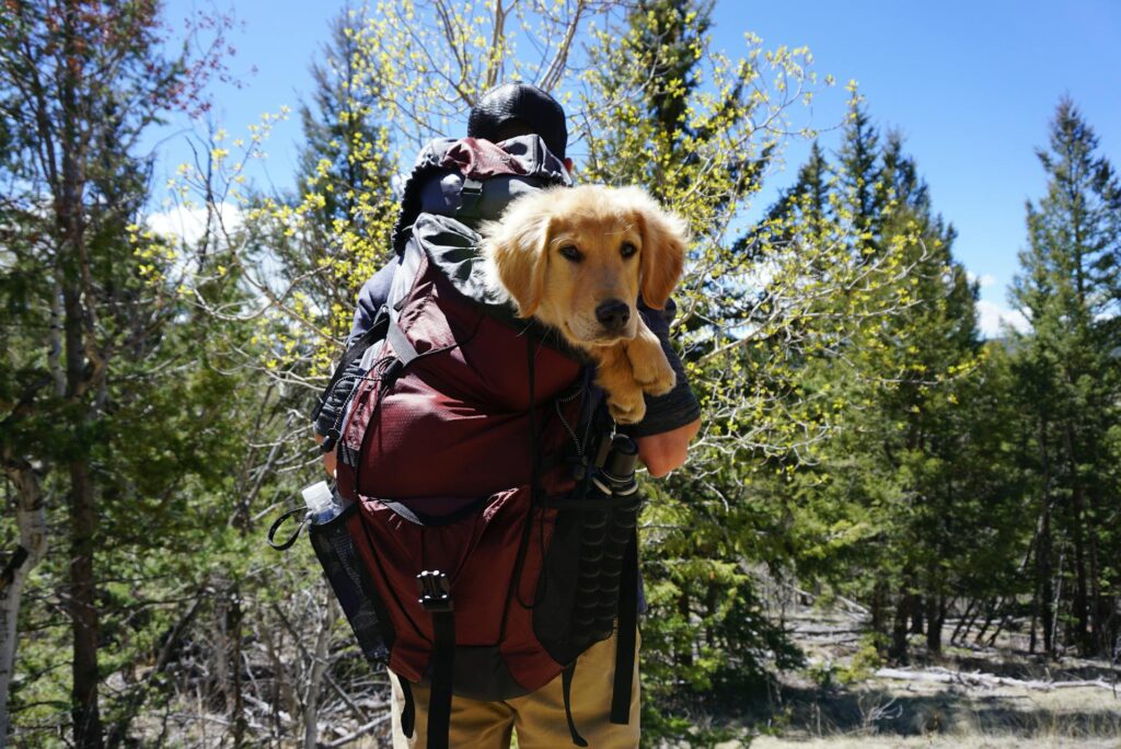 <p>It is smart to help your pet get used to its travel gear before the big trip. Show your pet the carrier, harness, and crate well in advance so that they do not feel scared. Many owners see that a pet that is used to its gear will be more at ease on the road. This step builds trust and helps your pet settle in fast when you are on the move. The clear gain is that your pet will feel safe and snug, and you will save time on the day of travel. This tip is popular as it cuts down on stress and makes the journey more smooth for both you and your pet.</p> ::Pexels
