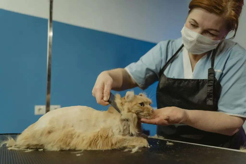 <p>Use a Lint Roller in a new way to clean your cat’s fur and boost her look. Gently roll the sticky paper over the coat to pick up stray hair and light dust. This trick is not common, as many only use lint rollers on clothes. The tool works fast and leaves the fur neat without much fuss. It is a low-cost fix that can be done in a few seconds at home. The method is odd but works well for a quick touch-up on a busy day. It brings a fresh look to your pet with a simple roll and care.</p> ::Pexels