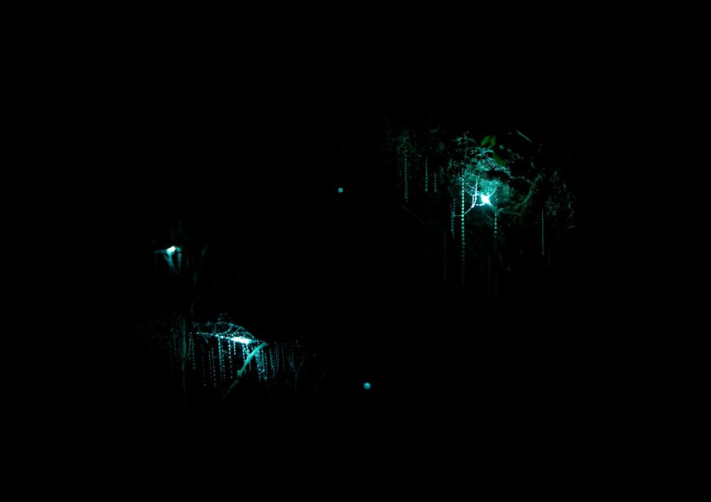 <p>Few sights compare to the soft blue glow of thousands of tiny worms lighting up a cave. New Zealand’s Waitomo Caves are famous for this natural wonder. A slow boat ride takes you under a sky of living stars as glowworms hang from the ceiling. The effect is peaceful and otherworldly. The glow comes from a chemical reaction in the worms, helping them lure prey. It’s both science and beauty rolled into one. Plus, it’s easy on the legs—no climbing needed, just sit back and enjoy the view.</p> ::Pexels