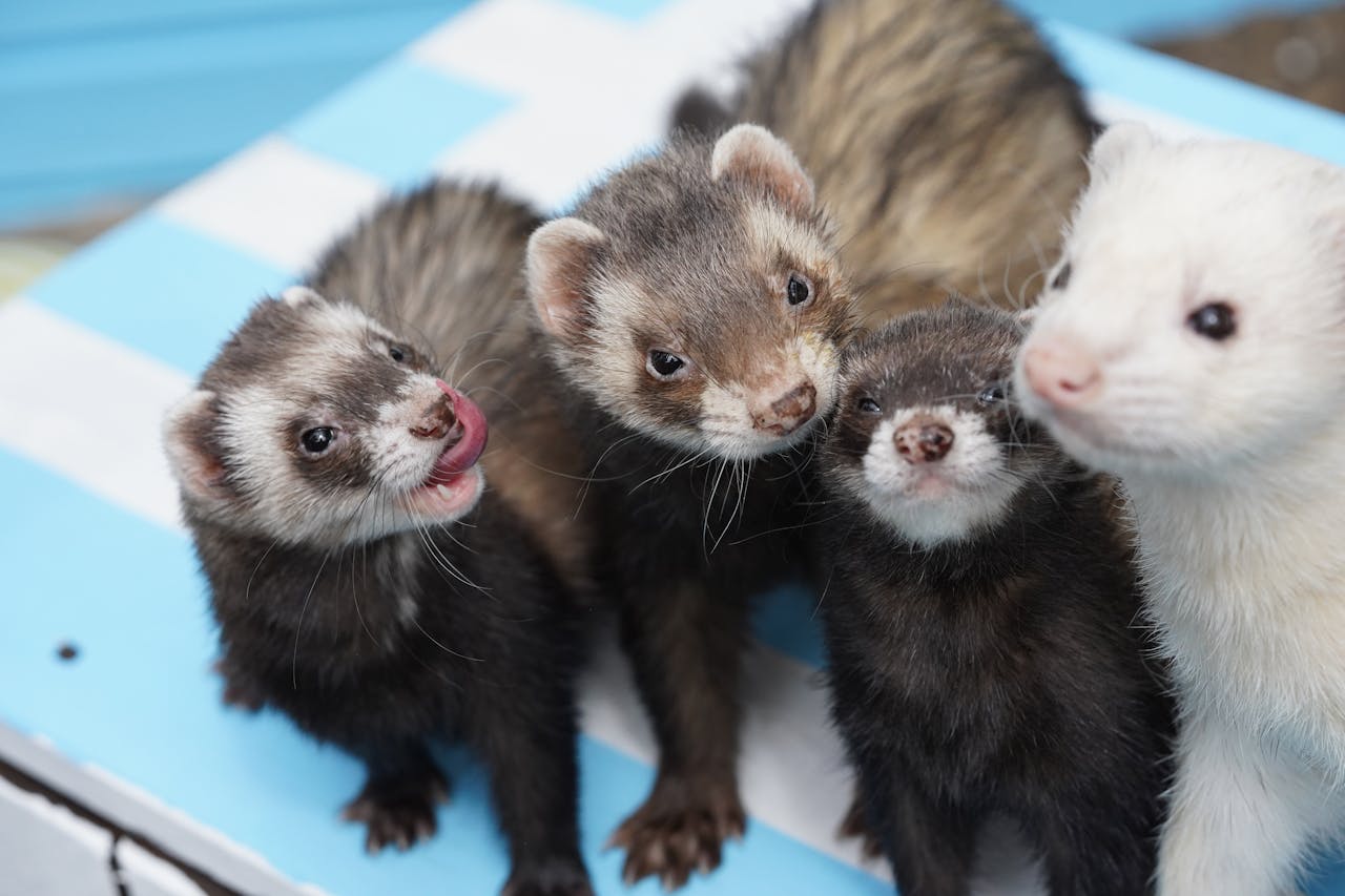 <p>Ferrets are playful and curious animals, but they have a musky odor and can be prone to destructive behavior if not properly trained and supervised. They also require a specialized diet and regular veterinary care, which can be demanding for some pet owners.</p> ::Pexels