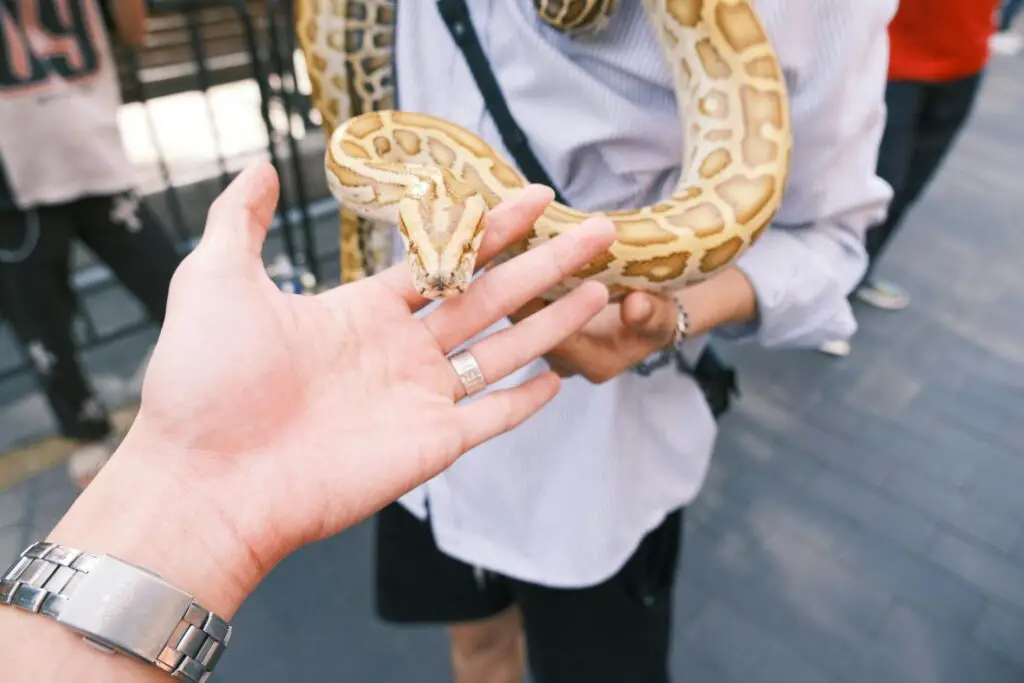 <p>A strong bond with your pet is built through love, time, and shared experiences. Whether you are playing, training, or simply cuddling, every moment together counts. The more effort you put into bonding, the deeper your connection will grow. Try these fun activities, and watch your relationship with your furry friend flourish.</p> ::Pexels