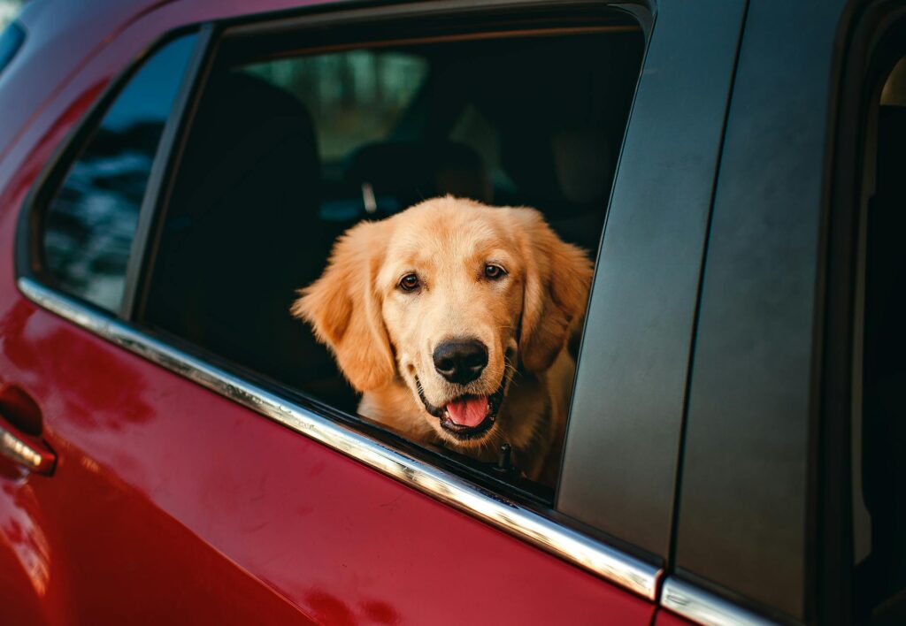 <p>Traveling with your pet can be a true joy and a small test of care at the same time. It is a chance to see new places while keeping your four‐legged friend safe and happy. Many pet owners have found that a bit of planning goes a long way. By following clear tips, you can cut the stress and boost the fun on your trip. In this guide, we share 10 must-know tips that have won praise for their ease, value, and care. These tips are tried and true, making them a hit with many who wish to roam with their pet in tow.</p> ::Pexels
