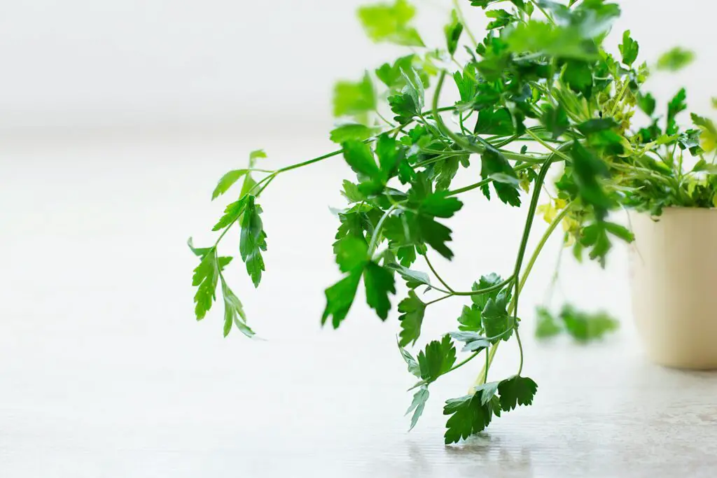<p>Parsley is a classic herb that brings color and taste to many meals. It grows well in a pot and needs just a few hours of sun each day. People love using it fresh in soups, stews, and sauces or as a garnish. Flat-leaf parsley is often chosen for its stronger taste, but curly parsley looks nice and works well too. Regular trimming helps parsley grow thick and full, making it a perfect pick for windowsill gardening. Its wide use in cooking and ease of care keeps parsley popular in home kitchens around the world.</p> ::Pexels