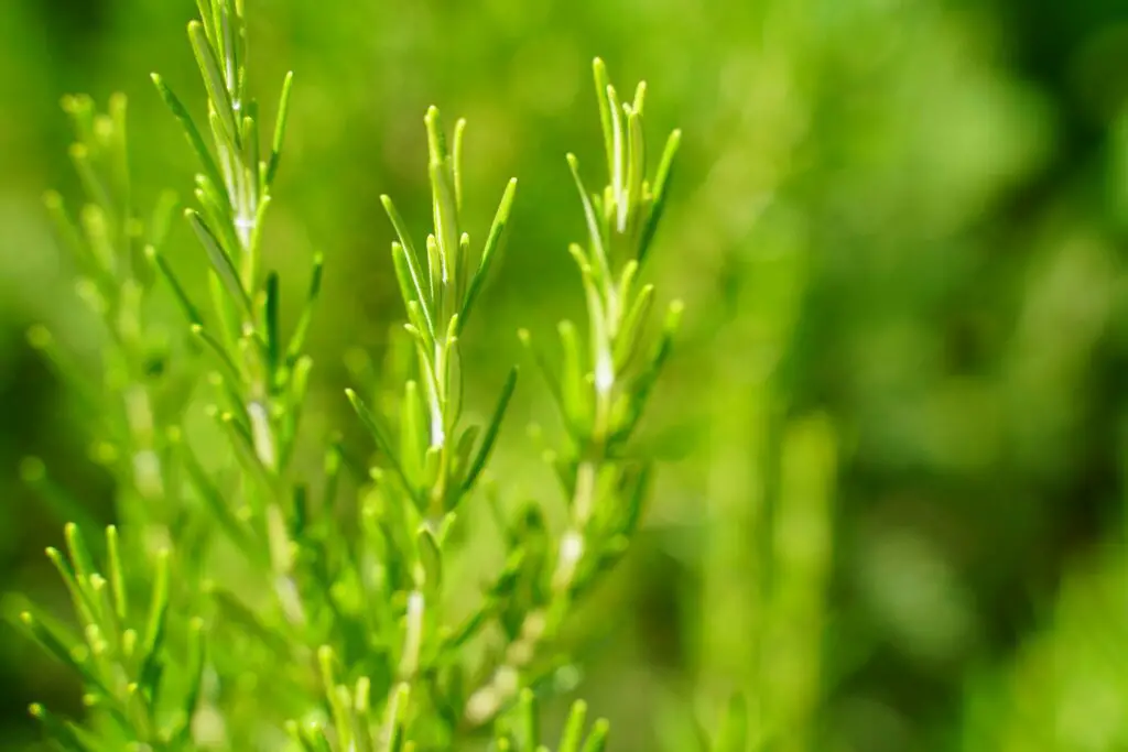 <p>Thyme is a woody herb that gives meals a rich, earthy taste. It grows slowly but is very hardy, so it’s good for those new to indoor gardening. Thyme likes lots of sunlight and dry soil, making it low-maintenance once established. It is perfect for stews, soups, and roasted meats, adding depth to simple meals. People enjoy thyme not just for the taste but also because it stays fresh longer than soft herbs like basil. Its lasting flavor and ease of care keep thyme popular in kitchens everywhere.</p> ::Pexels