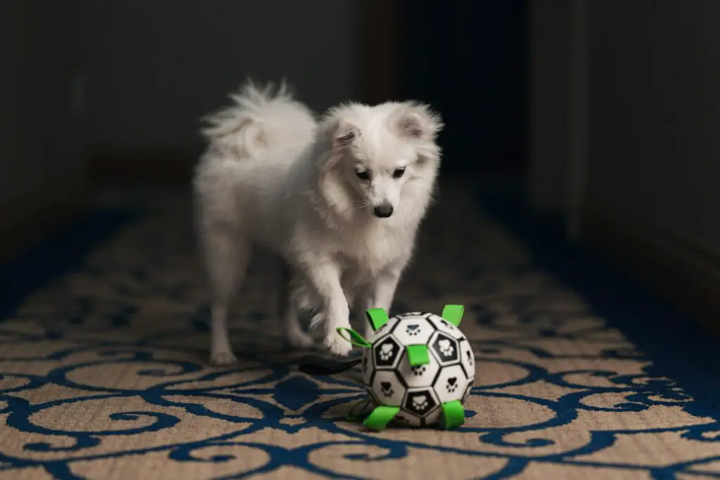 <p>A safe zone is a space where your pet can rest and play without harm. You can build one with old blankets, boxes, or soft mats that you find at home. Use a box as a base and wrap it with a blanket to form a cozy bed. This zone keeps your pet away from busy rooms and sharp edges that may hurt them. It gives your pet a snug spot where they can feel at ease. This low-cost tip is odd but works well to add safety to your home.</p> ::Unsplash