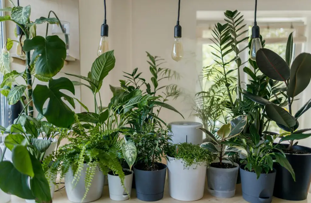 <p>Indoor herb gardening is a simple way to keep your kitchen fresh and full of flavor. Herbs don’t need much space, and many grow well right on your windowsill. Fresh herbs not only taste better, but they also add a touch of green to your home. Growing your own saves money and cuts waste. Many home cooks love having fresh herbs within reach, ready to snip for a meal. With the right picks, you can start growing today and enjoy the rich scents and flavors of your own small garden.</p> ::Pexels