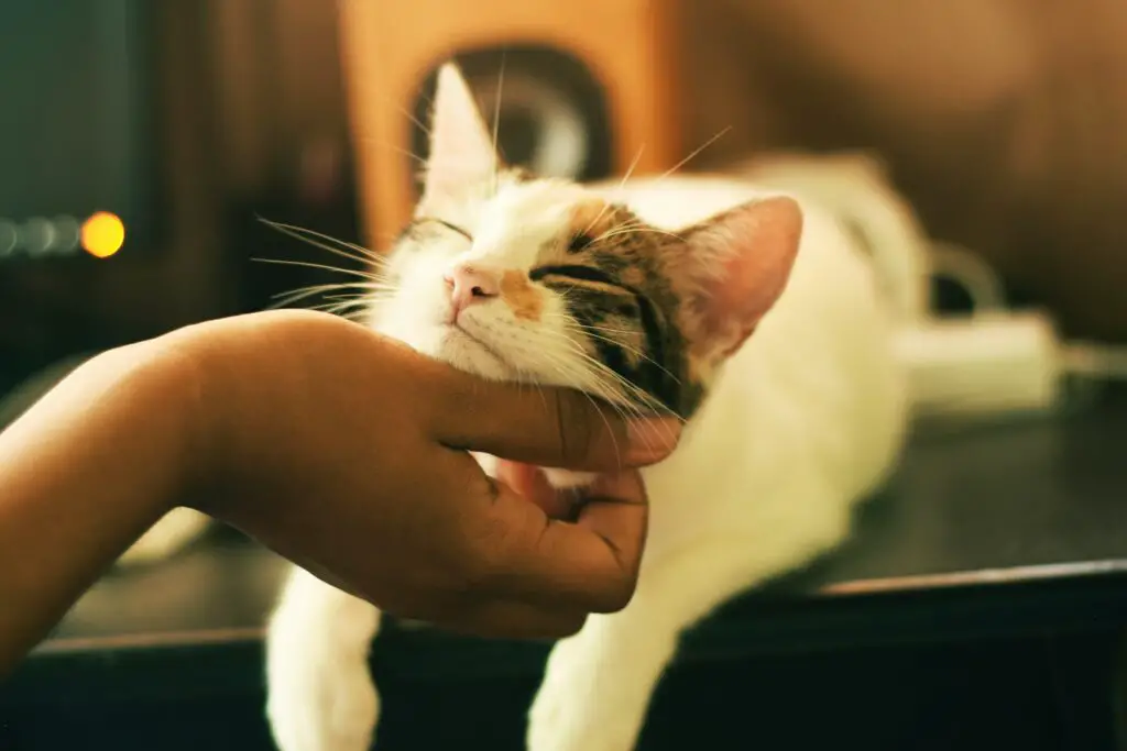 <p>Are you set to boost your cat’s look with fun, low-cost tricks? This guide offers nine neat hacks that help you care for your pet at home with ease and care. Each tip is built from things you likely have and brings a fresh, new feel to your pet’s coat. These hacks are not what you often see in pet stores, and they offer odd yet safe ways to groom. The tricks mix a bit of craft with simple steps that you can try on a lazy day. They are easy to do and work to give your cat a neat shine and calm mood. Read on to learn each hack and see how a few small steps can make a big change in your pet’s look.</p> ::Unsplash