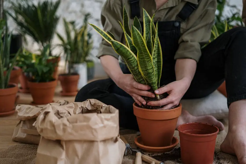 <p> Who says you need a big backyard to have a green thumb? Indoor gardening is a soothing and rewarding hobby that lets you bring a slice of nature inside your home. You can start small with succulents, herbs, or low-maintenance houseplants like pothos and snake plants. If you are feeling adventurous, try growing your own microgreens, mini vegetables, or setting up a compact hydroponic system in your kitchen. Watching your plants thrive under your care is incredibly satisfying, and studies even show that indoor plants can improve air quality, reduce stress, and boost your mood significantly. Plus, there is nothing like seasoning your homemade pizza with fresh basil or parsley you grew yourself, adding a new layer of satisfaction to your meals. </p> :: Pexels