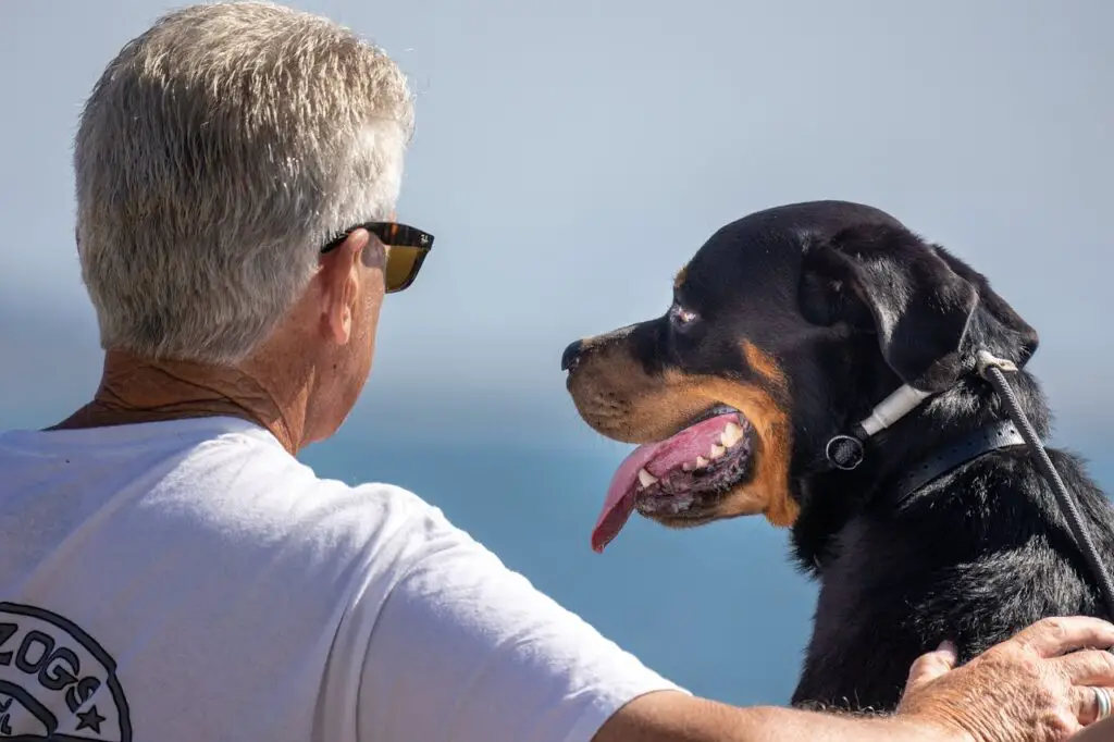 <p> For animal lovers, becoming a pet sitter or dog walker is a dream retirement gig that blends companionship with light activity. Many pet owners need someone trustworthy to care for their animals while they are at work or traveling. This job does not require prior experience—just a genuine love for animals, dependability, and a willingness to be outside. It is a relaxed way to spend your day and can even boost your physical health with daily walks. You can offer your services through apps, websites, or local networks. Whether you are walking dogs or feeding cats, this is a fulfilling and easygoing option. </p> :: Pexels