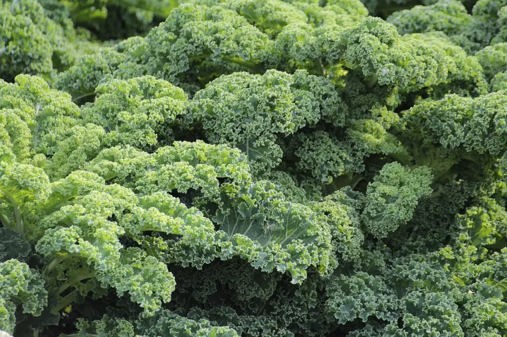 <p> Kale is another leafy green that has earned its reputation as a nutritional powerhouse. A single cup of raw kale contains more than 200 percent of the daily recommended intake of vitamin A (in the form of beta-carotene) and nearly 700 percent of vitamin K. It’s also rich in vitamin C, calcium, potassium, and powerful antioxidants like quercetin and kaempferol. These compounds help reduce inflammation, regulate cholesterol levels, and support heart and bone health. Kale is extremely versatile and can be enjoyed raw in salads, baked into chips, steamed as a side dish, or blended into soups and smoothies. Its dense concentration of nutrients makes it a top pick among dietitians for daily consumption. </p> :: Pexels