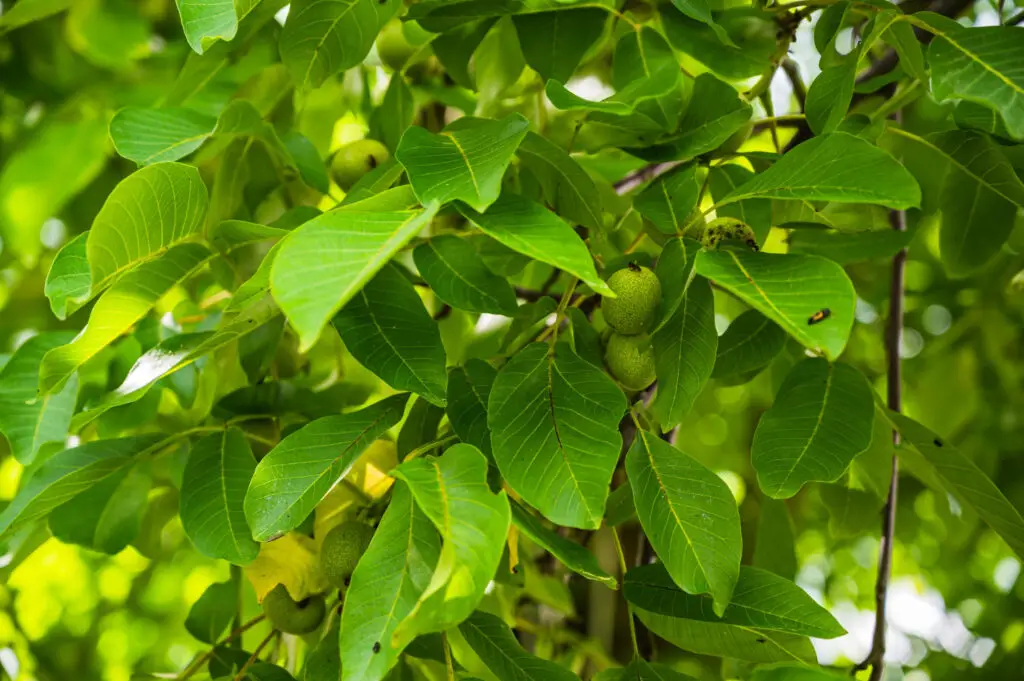 <p> If you have a black walnut tree anywhere near your garden, your vegetables may be in danger. These trees release a chemical called juglone, which is toxic to many plants, especially members of the nightshade family like tomatoes, potatoes, peppers, and eggplants. The toxin is present in the roots, leaves, and even the husks, and it can leach into the soil or be spread through rainwater runoff. Vegetables growing in juglone-contaminated soil may wilt, yellow, or die suddenly. Keep your garden beds as far as possible from black walnut trees and consider using raised beds with barriers if you must plant nearby. </p> :: Freepik