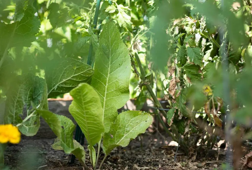 <p> Horseradish is a hardy plant with a pungent flavor and strong roots that make it more trouble than it’s worth in the vegetable garden. Its roots spread aggressively underground, and even a small leftover piece can regrow into a full plant. Once horseradish establishes itself, it’s extremely difficult to eradicate and can crowd out other vegetables by hogging nutrients and space. If you enjoy growing horseradish, use a large container or designate an isolated area that you're willing to sacrifice to this stubborn root. </p> :: The Spruce