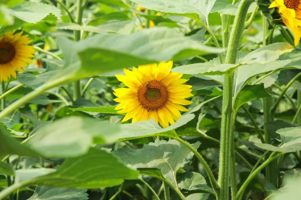 <p> Sunflowers are often planted to attract pollinators, but they can do more harm than good in close proximity to vegetables. These tall, striking plants require a lot of water and nutrients, which makes them fierce competitors for nearby crops. On top of that, sunflowers may produce allelopathic substances that prevent other plants from germinating or growing properly. Their large leaves can also cast shade on sun-loving vegetables, reducing yields. If you enjoy sunflowers, plant them at the edge of your garden where they can still attract bees without disrupting your harvest. </p> :: Pexels