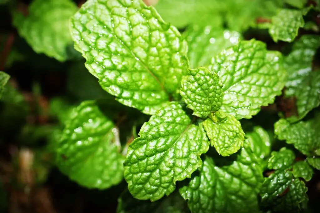 <p> Mint is beloved for its refreshing aroma and culinary uses, but it’s a nightmare when introduced to a vegetable garden. This herb spreads aggressively through underground rhizomes, quickly taking over any available space and crowding out your vegetables. Once established, mint becomes nearly impossible to remove entirely, as even tiny root fragments can regrow. Its invasive nature means it will compete for water, sunlight, and nutrients, leaving your vegetables struggling to thrive. To enjoy mint without risking your crops, grow it in containers and keep it well away from your garden beds. </p> :: Pexels