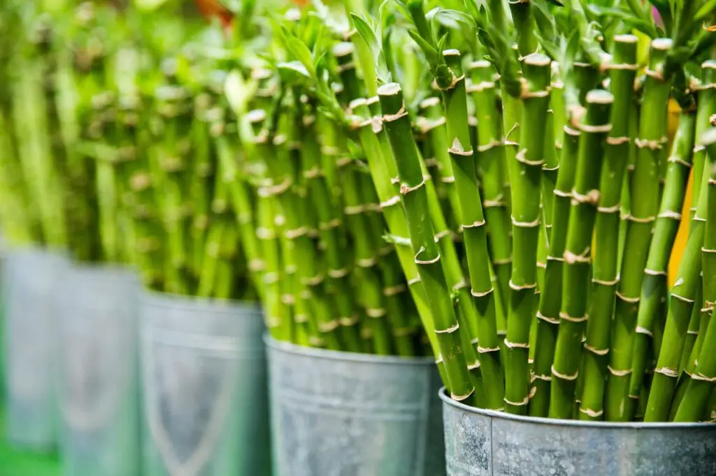 <p> Bamboo may look exotic and elegant, but it’s one of the worst plants to have near a vegetable garden. This fast-growing grass spreads rapidly through underground runners and can become invasive in no time. Its roots aggressively compete for nutrients and water, depriving your vegetables of the essentials they need to grow. Bamboo also creates dense shade that can smother sun-loving crops. Even clumping varieties can overstep their bounds over time. If you love the aesthetic of bamboo, plant it in heavy-duty containers and place it far from your edible beds to avoid a garden takeover. </p> :: Pexels
