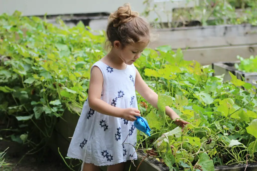 <p>Gardening isn’t just for people with big yards. Even a pot of herbs on your windowsill can lift your mood and add flavor to your meals. When you grow your own food—no matter how small—you connect to what you eat in a new way. Tending a plant teaches patience and gives a quiet sense of pride. It also means fewer trips to the store. Start with mint, basil, or cherry tomatoes. All grow well in small pots and love the spring sun. Just a few minutes of watering or trimming can clear your head and sharpen focus.</p> ::Pexels