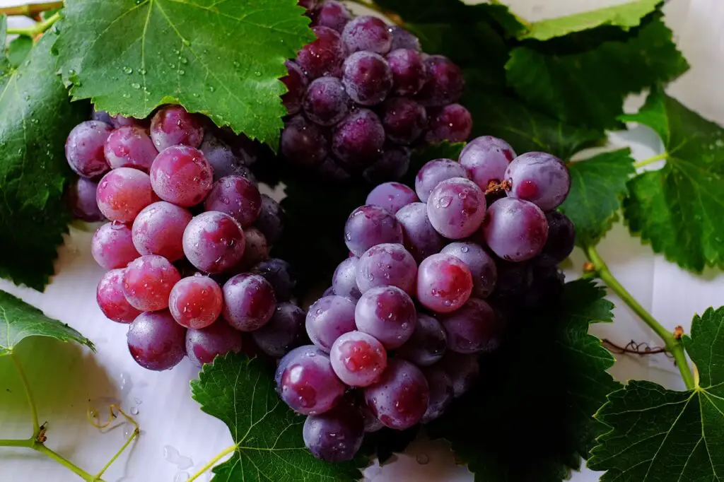 <p> Grapes, particularly red and purple varieties, are loaded with resveratrol, a powerful antioxidant linked to heart health and longevity. Nutritionists often recommend grapes for their ability to improve blood flow, lower inflammation, and reduce the risk of blood clots. Resveratrol has also been shown in studies to protect brain function and may play a role in slowing the aging process. Grapes contain high levels of water, making them excellent for hydration and flushing out toxins. The skins and seeds are also rich in polyphenols that fight free radical damage. According to holistic health experts, grapes can even help alleviate symptoms of fatigue and improve liver function. Enjoy them fresh, frozen, or in natural juice form—just steer clear of sugar-loaded versions to get the most medicinal value. </p> :: Pexels