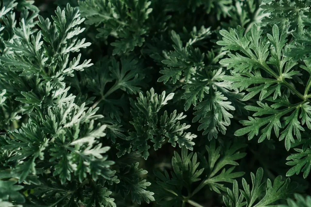 <p> Wormwood is sometimes praised for its ability to deter pests, but it comes with a major downside: it’s highly allelopathic. This means it releases chemicals that suppress the growth of many vegetable garden staples like carrots, beans, and peas. Wormwood's toxicity extends to the soil, and even small amounts of leaf litter can inhibit nearby plants. Though it might repel some harmful insects, wormwood also creates an inhospitable environment for your crops. Keep it well away from your vegetable garden if you decide to grow it at all. </p> :: Pexels