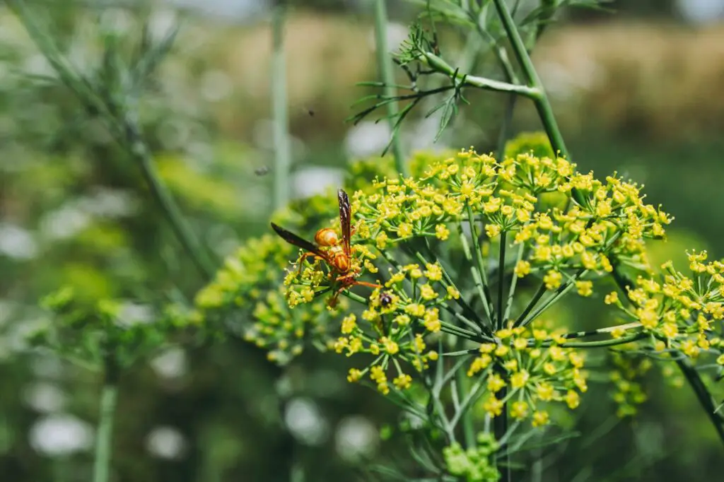 <p> Fennel is another herb that may seem like a great garden addition, but it doesn’t play well with others. It releases allelopathic chemicals that can stunt the growth of many popular vegetables such as tomatoes, beans, and peas. These substances essentially poison the soil around it, making it difficult for other plants to grow successfully nearby. In addition, fennel doesn’t benefit from any companion plants, making it a lone wolf in the garden. If you want to grow fennel, give it a separate, dedicated space well away from your other crops. </p> :: Pexels