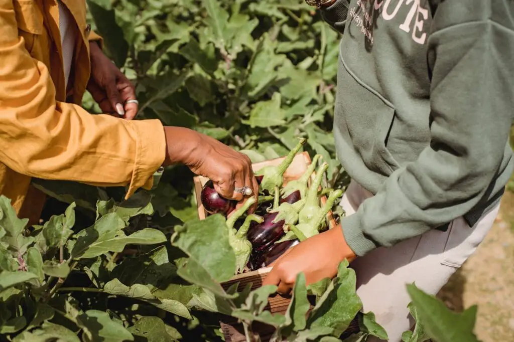 <p> At the heart of every thriving local food system are the people who grow, raise, and craft the food we eat. Building relationships with local farmers, producers, and food makers isn’t just rewarding—it’s one of the most effective ways to understand and support the system as a whole. Whether it’s chatting with a grower at the market, visiting a farm during an open house, or attending a food-focused event or workshop, these connections bring you closer to the source of your meals. They also help farmers stay motivated, appreciated, and connected to the people they feed. You can take it a step further by following their businesses on social media, sharing their content, or recommending them to friends and family. These simple acts of connection can lead to more support, more sales, and stronger food networks for everyone involved. </p> :: Pexels