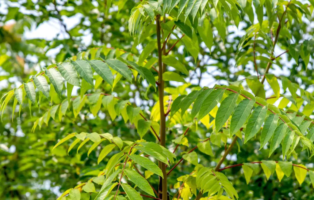 <p> Tree of Heaven is often found in urban areas and grows incredibly fast, which makes it sound appealing for landscaping—but it’s anything but heavenly for your garden. It produces powerful allelopathic chemicals that poison the soil and prevent vegetables from thriving. Even worse, this tree attracts pests like the spotted lanternfly, which can severely damage both fruit and vegetable crops. The tree’s roots are invasive, its sap is sticky and messy, and its seedlings sprout aggressively. If you spot a Tree of Heaven near your garden, it’s best to remove it completely before it ruins your soil and your harvest. </p> :: The Spruce
