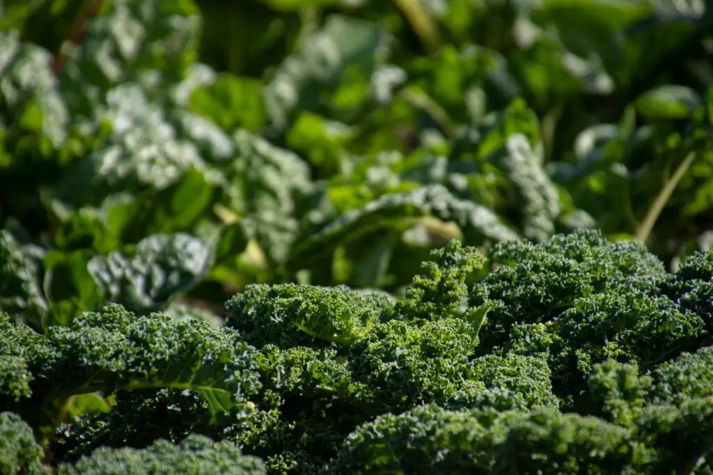 <p> Remember when kale was used mostly as a decorative leaf around the potato salad at buffet tables? It certainly wasn’t something people voluntarily ate. But somewhere along the line, kale got a major glow-up. Now it’s hailed as a superfood and tossed into everything from smoothies and soups to chips and salads. Loaded with vitamins A, C, and K, plus calcium and antioxidants, kale became a nutritional powerhouse for health-conscious eaters. Sure, it can be a bit tough raw—but massage it with olive oil and lemon, or sauté it with garlic, and you’ve got a tasty, satisfying green that keeps your body happy and your doctor impressed. </p> :: Pexels