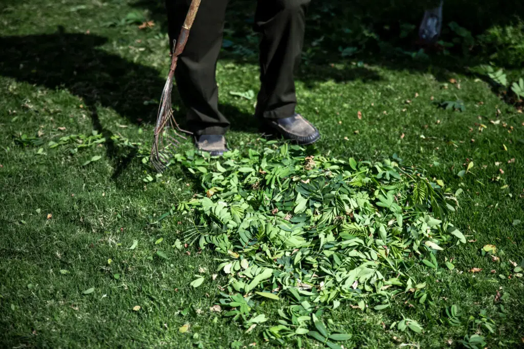 <p> A thin layer of grass clippings can work wonders as natural mulch, returning nutrients to the soil. But leaving heavy clumps scattered across your lawn is a fast track to dead spots and disease. Thick piles block sunlight and trap moisture, smothering the grass underneath. After mowing, walk your lawn and gently rake or spread out clumps for a more even, healthy finish. </p> :: Freepik