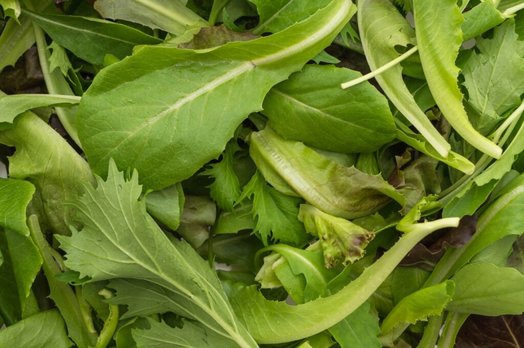 <p> Sorrel is a lemony, zesty green that brings brightness to salads, soups, and sauces. This leafy perennial is hardy in zones 3 through 9 and pops up early in spring, offering one of the first harvests of the season. Sorrel loves full sun and slightly acidic soil, and once it’s established, it will produce abundantly for years. Regular trimming keeps it producing tender leaves and prevents flowering. It’s the perfect plant for gardeners who want fast, fresh, and flavorful greens without the fuss. </p> :: Freepik