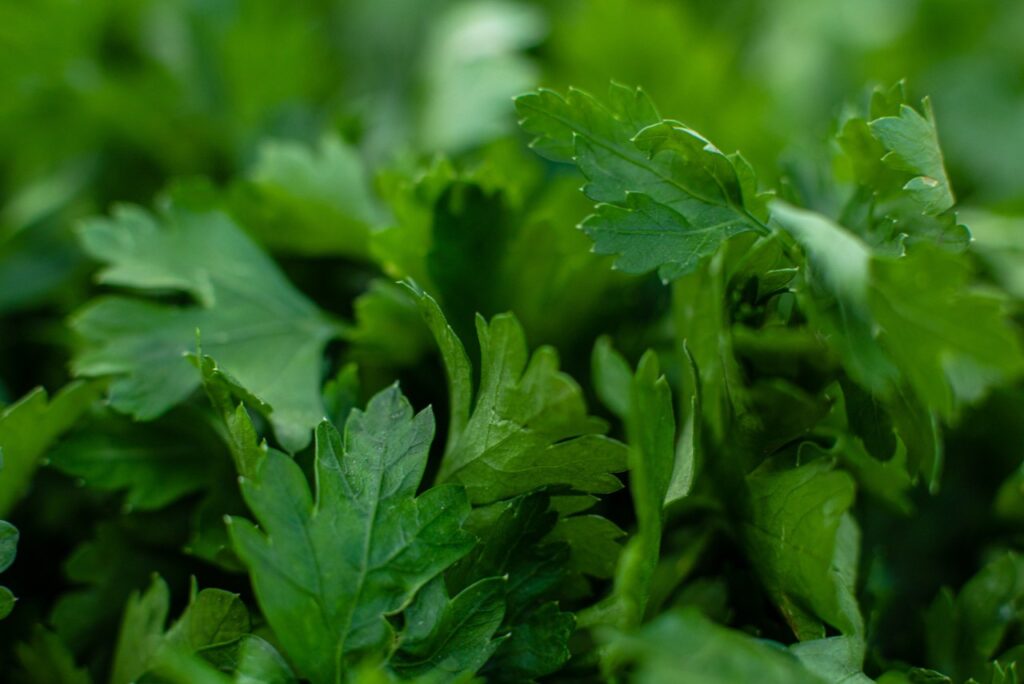<p> If you’ve never grown lovage, you’re missing out on one of the garden’s best-kept secrets. This leafy herb tastes like celery but with a richer, more intense flavor. It’s perfect for adding depth to soups, stews, and stocks. Lovage is incredibly easy to grow, reaching heights of three to four feet and returning every spring in zones 4 through 8. It often self-seeds, so once it’s established, you’ll have a steady supply without extra planting. Harvest leaves as needed, and watch the plant keep bouncing back. Beyond its culinary uses, lovage attracts pollinators and looks lush and ornamental in the garden. It’s truly a gift that keeps on giving! </p> :: Freepik