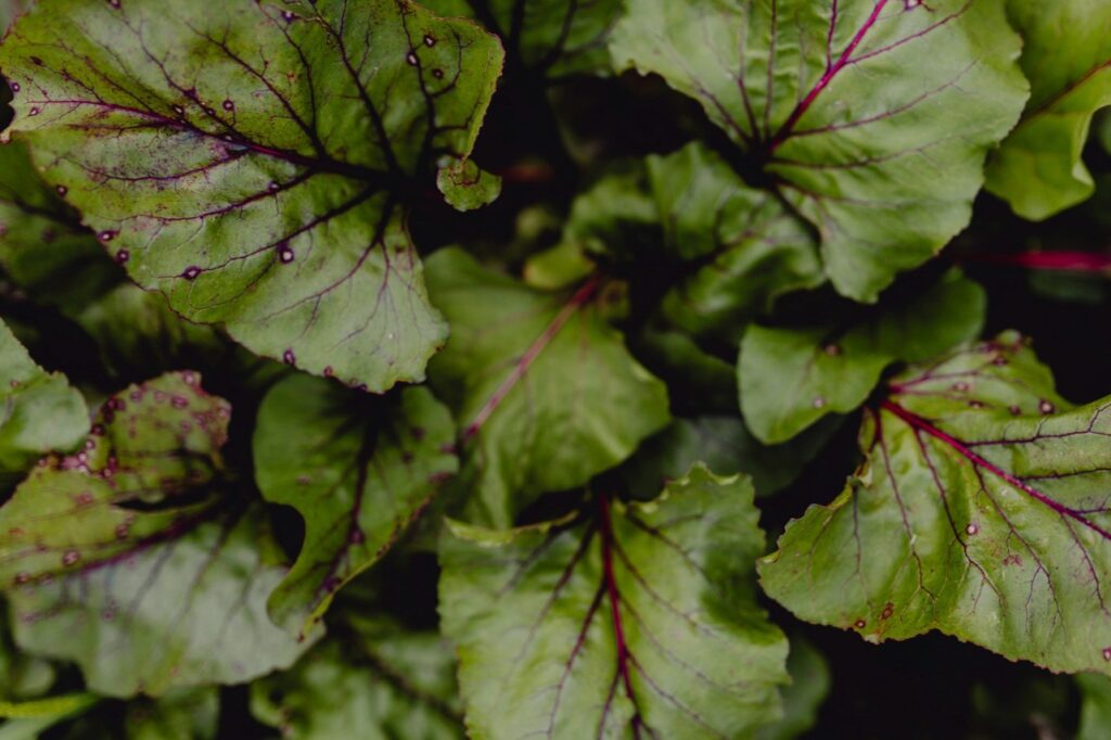 <p> Sorrel is your ticket to a burst of lemony brightness in both your garden and your kitchen. This hardy perennial flourishes in zones 3 through 9, sprouting early in spring and continuing to produce well into fall. Its tender leaves add zippy flavor to salads, soups, and sauces. Sorrel practically thrives on neglect. Plant it once, and it will return each year, ready for fresh harvesting whenever you need a hint of citrusy tang. Just keep the leaves trimmed so the plant doesn’t bolt too quickly in hot weather. It’s an easy-care crop that brings big flavor with minimal fuss—a perfect perennial for any garden. </p> :: Freepik