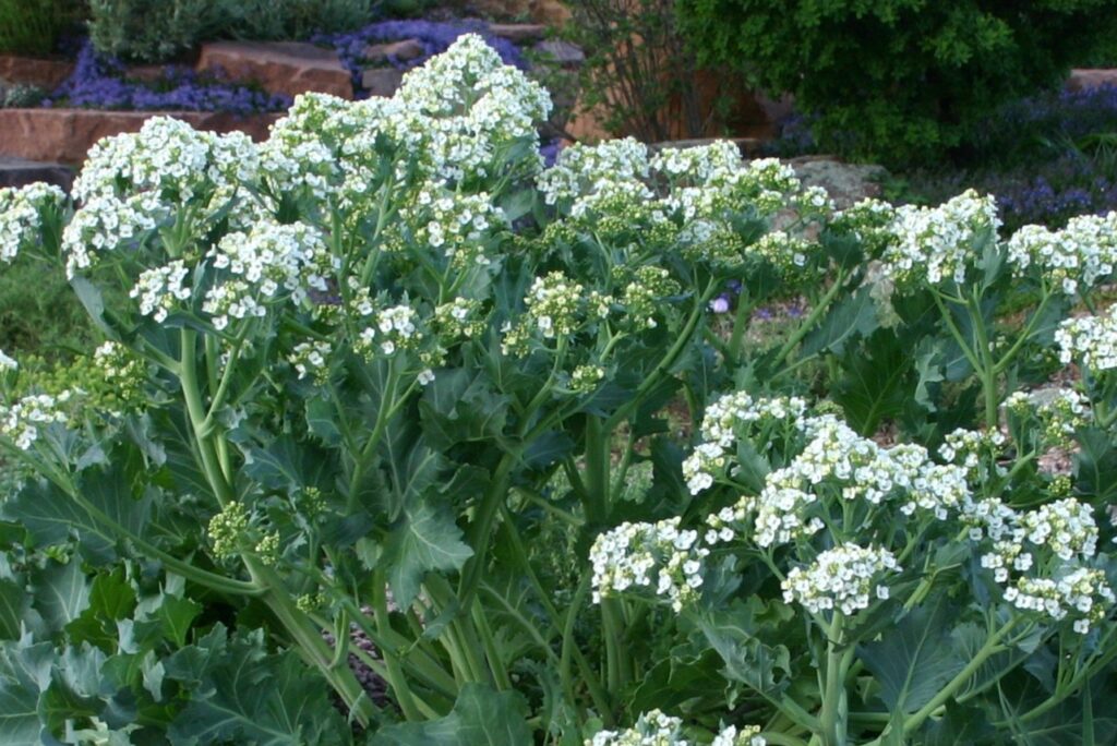 <p> Sea kale is a perennial gem that deserves a place in more American gardens. With its glaucous blue-green leaves and frothy white flowers, it’s as ornamental as it is edible. This coastal native thrives in zones 5 through 8, demanding little care once established. In spring, you can harvest the young shoots, which taste like mild broccoli and asparagus. As summer progresses, the leaves can be cooked or eaten raw for a nutritious boost. Sea kale is drought-tolerant and resists many pests, making it a perfect choice for gardeners looking for resilience and beauty. Plus, it brings a touch of seaside charm to your backyard. </p> :: Plant Select | plantselect.org