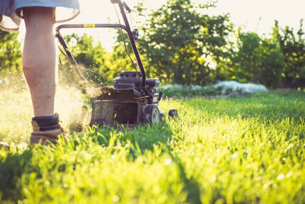 <p> We all love a well-manicured look, but mowing too often—or too short—can weaken your grass. Cutting too low exposes soil to sun, dries out roots, and invites weeds. Stick to the “one-third rule”: never remove more than one-third of the grass blade height in a single mow. Let your lawn grow a bit between cuts for thicker, healthier turf that can withstand weather and foot traffic. </p> :: Pexels