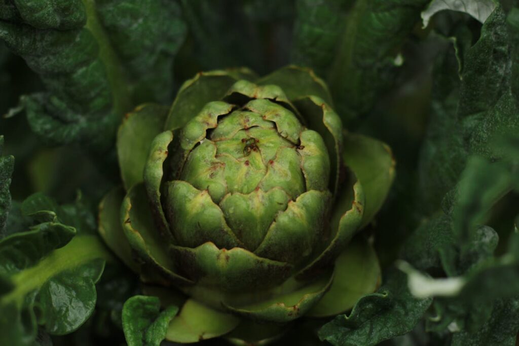 <p> Few vegetables are as strikingly beautiful as artichokes. Belonging to the thistle family, artichokes produce massive, architectural plants with silvery-green leaves and glorious edible flower buds. In zones 7 through 11, they can thrive for several years, rewarding you with bountiful spring harvests. Aside from occasional mulching during colder months, they demand surprisingly little attention. Bonus: even if you miss harvesting some buds, they transform into spectacular purple blooms that turn your garden into a showstopper. Whether you’re steaming them with a little lemon and butter or adding them to salads, artichokes bring a gourmet touch to any meal—and to your garden. </p> :: Pexels