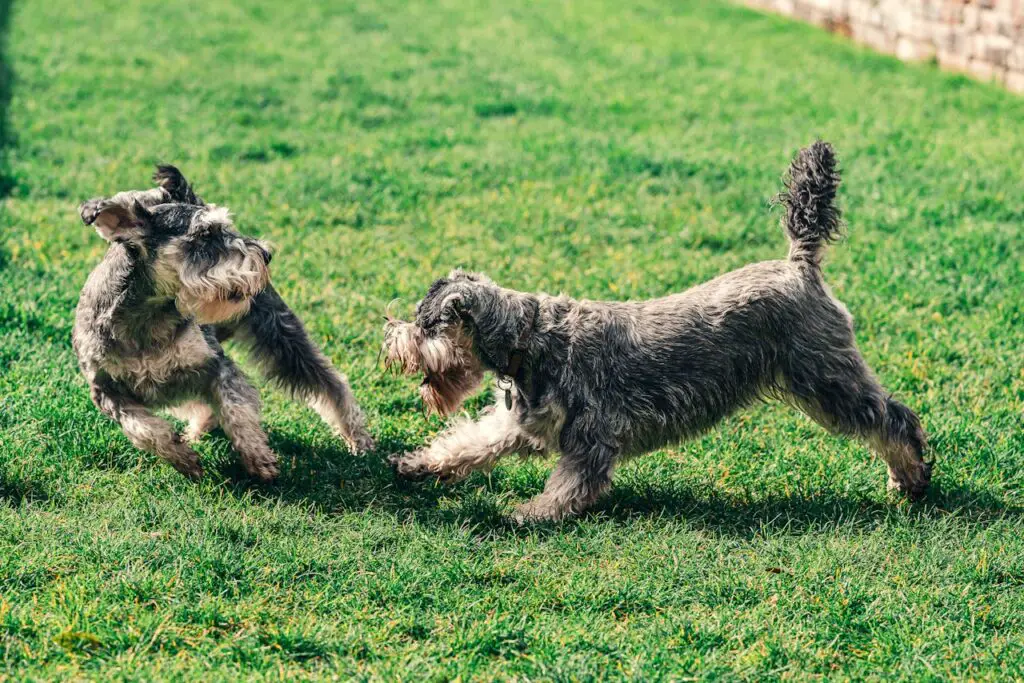 <p> Your furry friends love the feel and smell of freshly cut grass as much as you do, but paws trampling over recently mown turf can cause compaction and stress. Plus, pet urine can create yellow spots on grass already sensitive from mowing. Keep pets off the lawn for a few hours post-mow so the grass can bounce back and stay lush. </p> :: Pexels