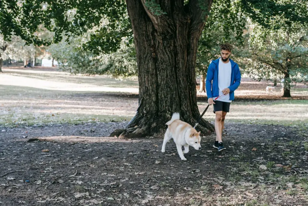 <p> If your idea of a good time involves wagging tails and fresh air, dog walking could be your perfect side hustle. Apps like Rover and Wag make it easy to connect with local dog owners who’d love to pay someone trustworthy to exercise their pups. Walk a few dogs a day, and you could earn $15–$25 per walk. Plus, it’s a fantastic way to get some daily steps in—no gym membership needed! </p> :: Pexels