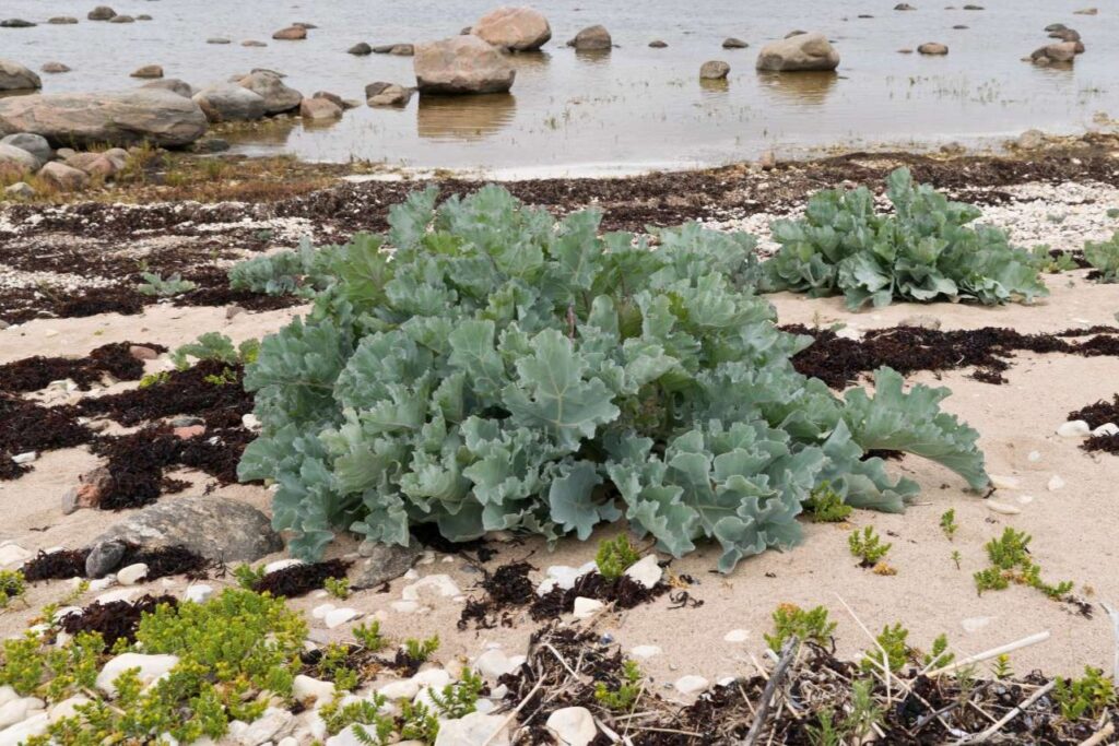 <p> Looking for a unique and rugged leafy green? Sea kale fits the bill. This coastal native is perennial in zones 6 through 9 and produces beautiful, bluish-green leaves that can be eaten raw when young or cooked when older. Its spring shoots are also edible and resemble asparagus in both appearance and taste. Sea kale tolerates drought, poor soil, and even salty air, making it a hardy addition to tough garden spots. Plus, its decorative flowers attract pollinators, making it a win for your whole garden. </p> :: plantura.garden