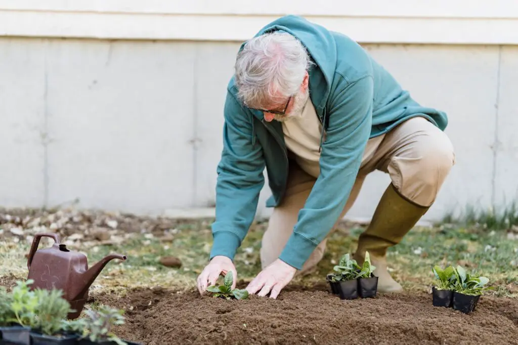 <p> Gardening remains one of the most beloved hobbies among Baby Boomers because it combines relaxation with productivity. There is something deeply rewarding about watching a seed you planted grow into a vibrant flower, a crisp lettuce head, or a juicy tomato. Beyond the joy of tending to plants, gardening provides light exercise, fresh air, and even stress relief. Many Baby Boomers also find satisfaction in growing their own herbs and vegetables, cutting down grocery costs while enjoying healthy, homegrown meals. With raised garden beds and ergonomic tools now widely available, even those with limited mobility can enjoy the benefits of gardening without strain. Plus, community gardening projects can help you connect with others who share the same passion. </p> :: Pexels