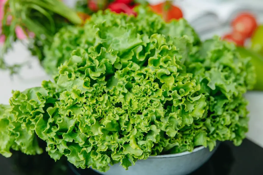 <p> Freezing lettuce and other leafy greens may seem like a clever way to extend their shelf life, but in reality, it leaves you with a soggy, limp mess. These delicate vegetables are made up mostly of water, and when frozen, ice crystals form and rupture the cell walls. The result is wilted leaves that are better suited for compost than your dinner plate. While greens like spinach can sometimes be frozen if you plan to cook them later, fresh salads are a different story. If you want to enjoy crisp, refreshing lettuce, your best bet is to keep it in the refrigerator and use it within a week. </p> :: Pexels