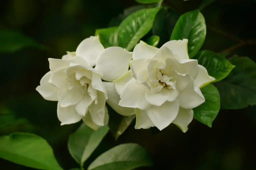<p> Gardenias are famous for their intoxicating fragrance, which can instantly transport you to a Southern summer evening. But getting them to bloom indoors is a challenge that often ends in heartbreak. These plants are highly sensitive to water temperature, drafts, and even small changes in their environment. One day they look perfect, and the next their buds are dropping to the floor. If you are chasing that sweet smell, prepare for plenty of disappointment along the way. </p> :: Pexels
