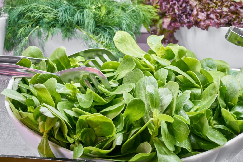 <p> Leafy greens are like nature’s multivitamin. They are brimming with vitamin K to keep your bones strong, folate to support healthy cells, and lutein and zeaxanthin to protect your eyes from age-related decline. They are also low in calories, high in fiber, and incredibly easy to work into everyday meals.

Think about adding spinach to your omelet, blending kale into a smoothie, or sautéing Swiss chard with garlic as a quick side dish. They do not just fill your plate—they fuel your body. With every bite, you are helping your bones, eyes, and digestion stay in good shape, all while keeping calories in check. </p> :: Pexels
